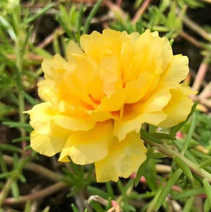 LEGIT YELLOW VIETNAM ROSE /MOSS ROSE CUTTINGS ONLY