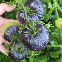 เมล็ด มะเขือเทศ แบล็คบิวตี้ (Black Beauty Tomato Seed) บรรจุ 3 เมล็ด คุณภาพดี ของแท้ 100%