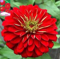 เมล็ดดอกบานชื่น คละสี 50เมล็ดเมล็ด (สีแดง)บานชื่นซ้อน Zinnia Flower เมล็ดพันธุ์นำเข้า พันธุ์แท้100% FL-02401