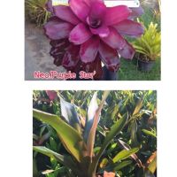 หน่อ-ต้นสับประรดสี#bromeliad# Neo Purple Star #ต้นไม้สวยงาม# ไม้ประดับ# ตกแต่งบ้าน#bromeliad# ไม้ประดับ# ไม้มงคล# ขายถูก