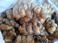 เปราะหอมสด หรือว่านเสน่ห์จันทร์(Freah Sand Ginger)1kg.