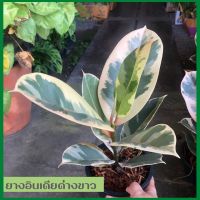 ยางอินเดียด่างขาวแท้  ล็อตใหม่ด่างสวยแข็งแรง รากมาเต็ม (Ficus elastica variegata)