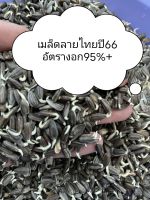 เมล็ดทานตะวันราคาถูก