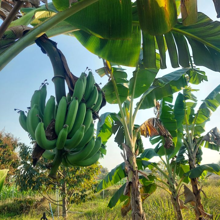หน่อกล้วย-หน่อกล้วยหอมทอง-หน่อสดจากสวน-ขุดตามออเดอร์-สินค้าพร้อมส่ง-ขนาดจัดส่งยาว-30-ซ-ม-หน่อกล้วยราคาถูก-ราคาต่อ1หน่อ