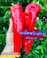 เมล็ด พริกยักษ์ พริกเขาวัว Big Jim Giant Peppe เมล็ดสายพันธุ์ บรรจุ 300-400เมล็ด