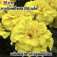 ดาวเรืองฝรั่งเศสสีเหลือง (yellow) 200 เมล็ด ดอกใหญ่ปลูกง่ายดูแลง่าย