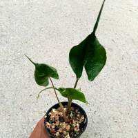 ?Alocasia Stin-gray? กระถาง 4 นิ้ว ชื่อไทยเรียกว่า ต้นหางกระเบน