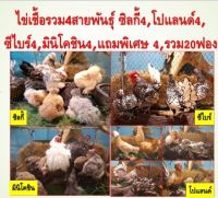 ไข่เชื้อรวมไก่4สายพันธุ์ซิลกี้4,โปแลนด์4,ซีไบร์4,มินิโคชิน4รวม16ใบแถม4ใบรวม20ใบระบุวันที่ไก่ไข่และพันธุ์ไก่บนไข่ทุกฟอง