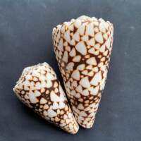 เปลือกหอยนางรมธรรมชาติขนาดใหญ่ เนื้อหนังงู คอลเลกชันตกแต่ง big conus shell6-11cm yue she