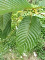 Kratom กระท่อม เก็บตามออเดอร์