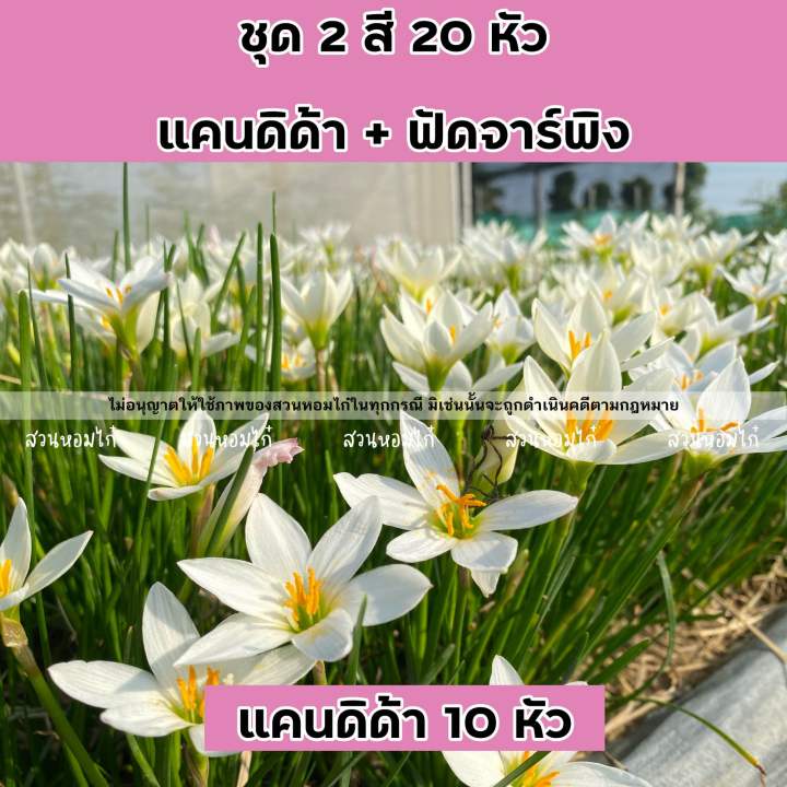 ชุด2สี-20หัว-แคนดิด้า-ฟัดจาร์พิง