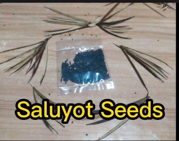 saluyot seeds Jute seeds Lazada PH