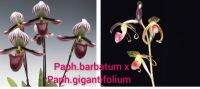 Paph.barbatum x Paph.gigantifolium ขนาดกระถาง 2 นิ้ว