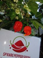 พริกแคโรไลน่า รีพเปอร์(Carolina Reaper)ผลสด