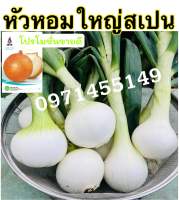 เมล็ดพันธุ์หัวหอมใหญ่ สเปน เปลือกเหลือง (700 - 800 เมล็ด) OP