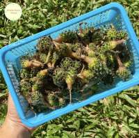 แมมขนนกเหลือง 1 ตะกร้า 100+ ต้น Mammillaria Shiedeana ไม้เพาะเมล็ด แมมมิลลาเรีย ขนนกเหลือง แคคตัส กระบองเพชร ต้นไม้