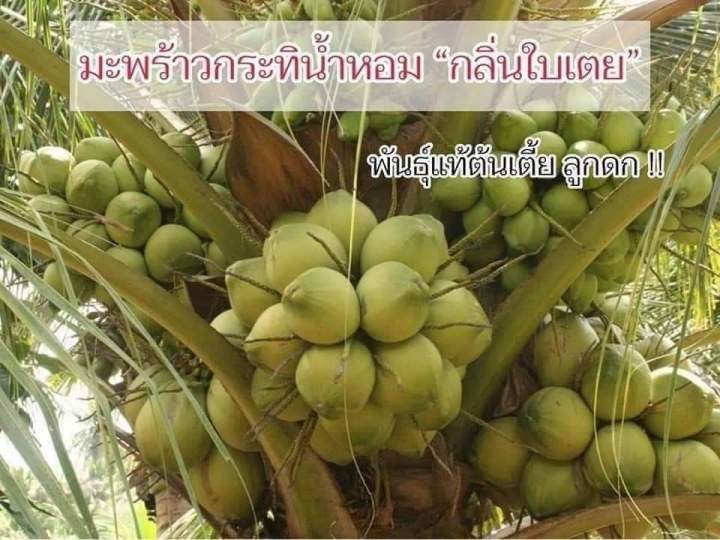 ไม่ต้องหาบรรไดให้เสียเวลา-ยืนเก็บยังได้-พันธุ์มะพร้าวกะทิน้ำหอมใบเตย-ต้นเตี้ยพันธุ์แท้100-เนื้อฟู-หอมใบเตย-หวานมัน-เป็นวุ้น-อร่อยมาก-ใช้พื้นที่ไม่เยอะ-ให้ลูกดกตลอดทั้งปี-หน่อพันธุ์มะพร้าวกระทิน้ำหอมใบ