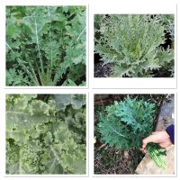 เมล็ดพันธุ์ เคล รัสเซียสีขาว (White Russian Kale Seed) บรรจุ 100 เมล็ด