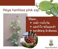 โฮย่า ต้นไม้เลี้ยงง่าย (Hoya hanhiae pink)