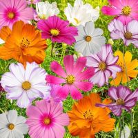 เมล็ดพันธุ์ ดาวกระจายคละสี ดอกคอสมอส (Mixed Cosmos Flower) บรรจุ 50 เมล็ด