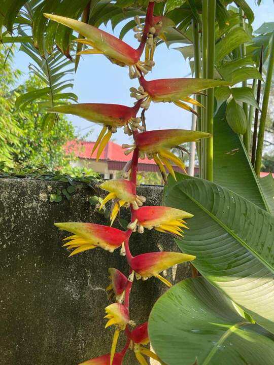 Heliconia Temptress @ Sexy Red ( Rhizomes ) | Lazada