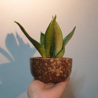 ต้นลิ้นมังกร มูนไชน์ (Sansevieria trifasciata ‘Moonshine’)