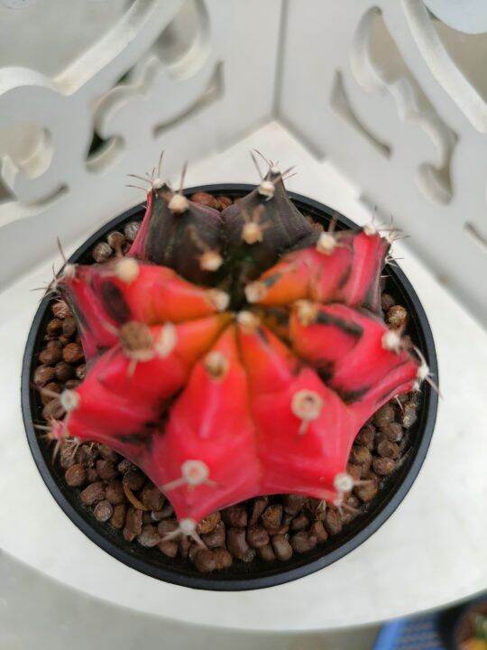 กระบองเพชร-แคคตัส-ยิมโนด่าง-gymnocalycium-อยู่ในกระถาง-3-นิ้ว-พร้อมส่ง