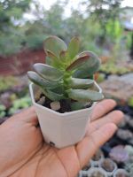 คลาสซูล่า/ต้นดูดทรัพย์/Crassula Ovata/ในกระถางสองนิ้วส่งทั้งกระถาง