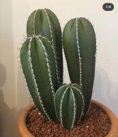 Pachycereus Marginatus หรือ ตอ สร้อยไข่มุก ไม้ลำ หายาก