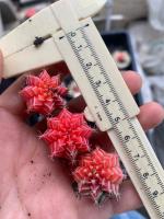 ยิมโน (Gymnocalycium mihanovichii แท้) ลูกด่าง?? ชุดละ3ต้น มีแถมทุกกล่อง พร้อมส่ง??