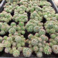 Mammillaria louisae ไม้พอต กระถาง 2.5 นิ้ว ต้นโต ๆ พร้อมแยก ออกดอกเก่ง ดอกดก ๆ ??ภาพดอกรูปสุดท้าย  ? ส่งทั้งกระถาง