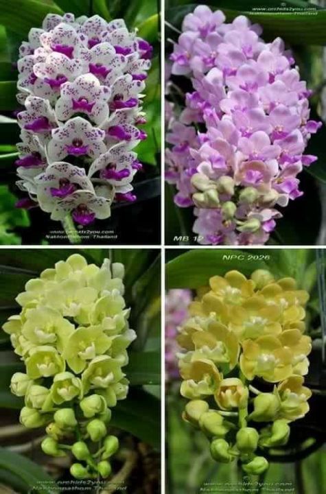 ต้นกล้วยไม้ตระกูลช้างดอกคละสี-กลิ่นหอมมาก-rhynchostylis-gigiantea