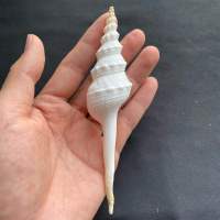 สังข์หางยาวสีขาว white long taile conch 10-16cm