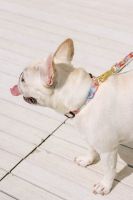 ปลอกคอสุนัข  ปลอกคอน้องหมา Dog Collar แบรนด์ GENTLE PUP