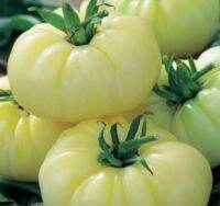 เมล็ดพันธุ์มะเขือเทศเนื้อ ไวท์ วันเดอร์ (White Wonder Tomato Seed) บรรจุ 15 เมล็ด ของแท้ คุณภาพดี ราคาถูก นำเข้าจากต่างประเทศ