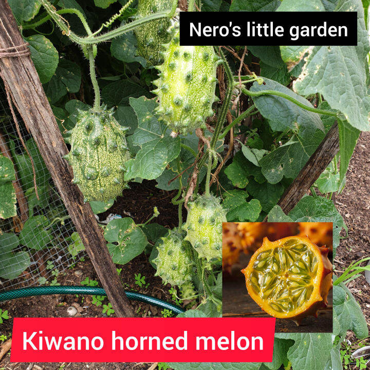Nero's Kiwano Horned Melon ( 5 seeds) Lazada PH