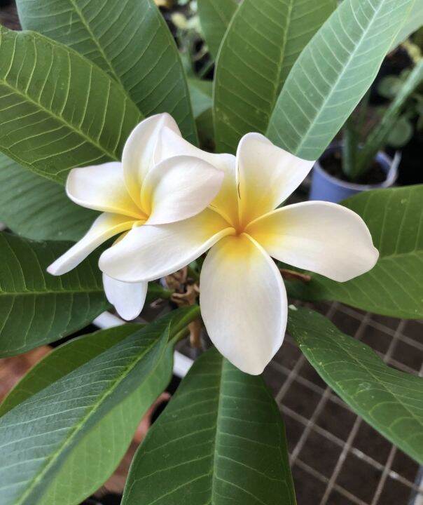Plumeria flower Seeds Tropical Flowers Lazada PH