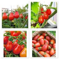 เมล็ดพันธุ์ มะเขือเทศ ลูกแพรสีแดง (Red Pear Tomato Seed) บรรจุ 50 เมล็ด คุณภาพดี ของแท้ 100%