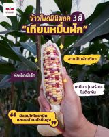 เมล็ดพันธุ์ข้าวโพด เทียนหมื่นฝัก( ศรแดง) ขนาด 200g ฝักพอดีคำ เหนียวนุ่ม สามสีในฝักเดียวกัน