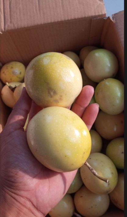 Buah Markisa Kuning Segar 1kg Lazada Indonesia