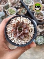 กุหลาบหิน Echeveria roman