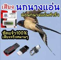 เสียงนกนางแอ่นMP3 เสียง นกนางแอ่นชัวแจ๋ว Flash Drive mp3