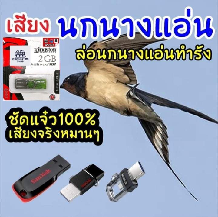 เสียงนกนางแอ่นmp3-เสียง-นกนางแอ่นชัวแจ๋ว-flash-drive-mp3