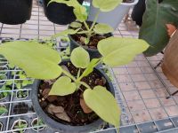 ฟิโลมะละกอสีทอง Philodendron Selloum Golden (กระถาง 3")