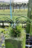 Tillandsia bulbosa ดาวล้อมเดือน