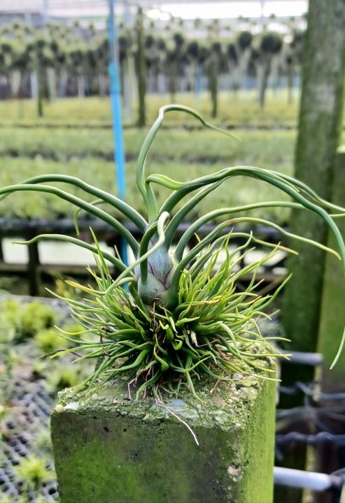 tillandsia-bulbosa-ดาวล้อมเดือน