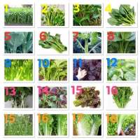 เมล็ดพันธุ์ Vegetables Seed ผักสวนครัว บรรจุ 100 เมล็ด เช่น ผักบุ้ง, กวางตุ้ง,ผักกาดขาว,ผักโขม,ผักขี้หูด ชุดที่ 2