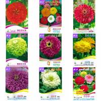 เมล็ด ดอกบานชื่น คละสี 50เมล็ด/200เมล็ด บานชื่นซ้อน Zinnia Flower Seed  เมล็ดพันธุ์นำเข้า