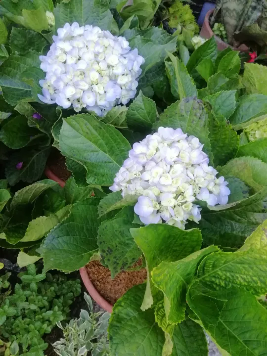 FREE SHIPPING Hydrangeas Million plant, small light blue hydrangea 10" height free plastic pot