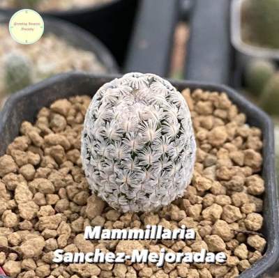 [MAMM19] Mammillaria Sanchez-Mejoradae แมมมิลลาเรีย แคคตัส กระบองเพชร ต้นไม้ ไม้เพาะเมล็ด